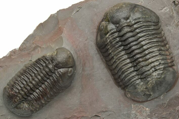 Pair Of Struveaspis Trilobites - Jorf, Morocco #233138